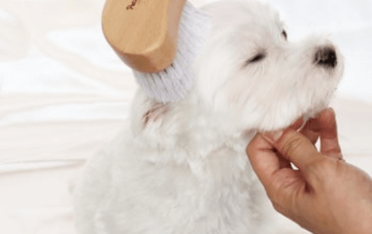 Brushing Dog